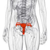卵巣機能抑制、閉経前早期乳がんの再発と生存に及ぼす影響は？／Lancet